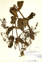 藏品(新店當藥)的圖片